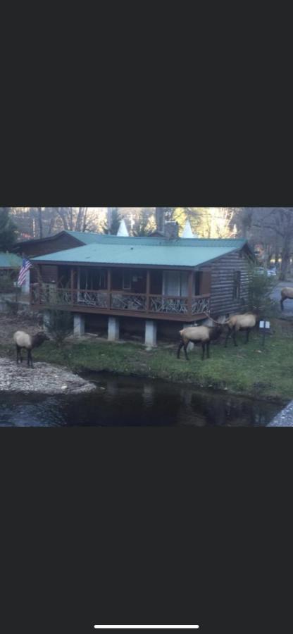 Qualla Cabins And Motel Cherokee Near Casino Whittier Εξωτερικό φωτογραφία